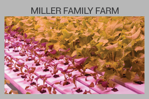 Miller Family Farm